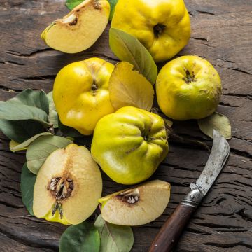 Kvitteni Aromatnaya