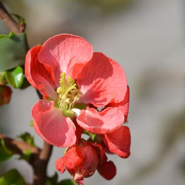 Tarharuusukvitteni Texas Scarlet