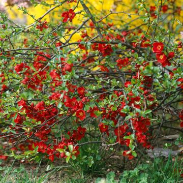 Tarharuusukvitteni Crimson and Gold