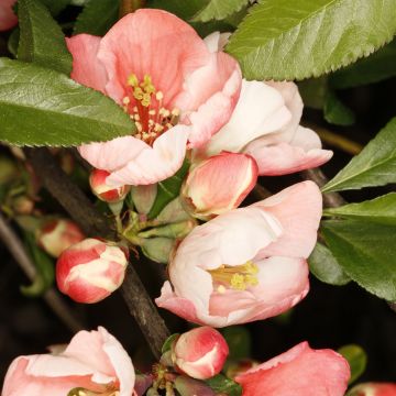 Kiinanruusukvitteni Flocon Rose