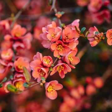 Tarharuusukvitteni Red Joy