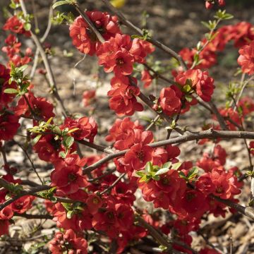 Kiinanruusukvitteni Rubra
