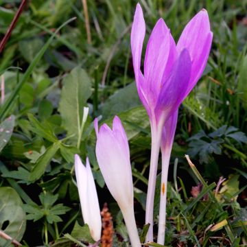 Syysmyrkkylilja Pannonicum