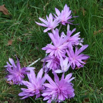 Syysmyrkkylilja Pleniflorum