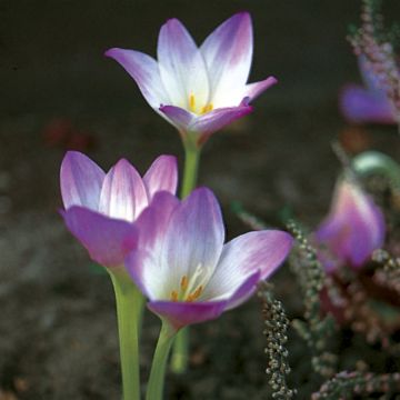 Loistomyrkkylilja Giganteum