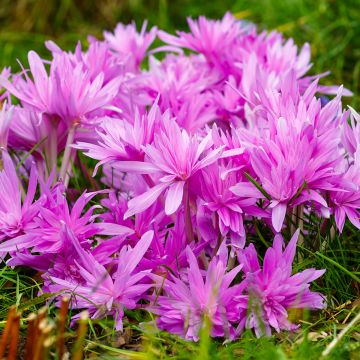 Syysmyrkkylilja Waterlily