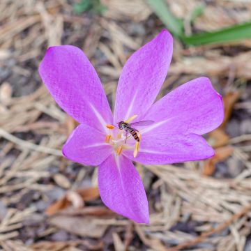 Syysmyrkkylilja Lilac wonder