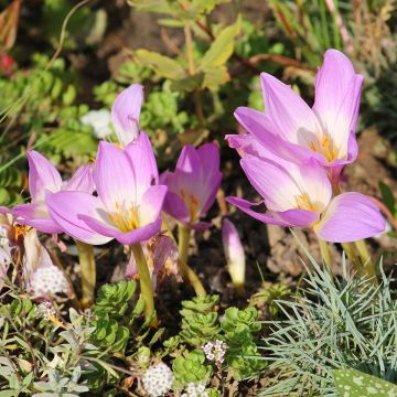 Loistomyrkkylilja - Colchicum speciosum