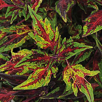Isokirjopeippi Chili Pepper