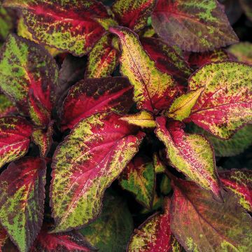 Isokirjopeippi Premium Sun Rose to Lime Magic
