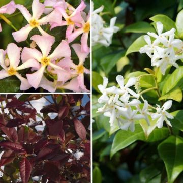 Tuoksuva jasminköynnöskokoelma