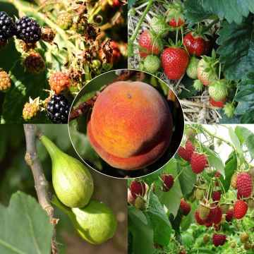 Hillo Plus -kokoelma – 5 hedelmäpuuta ja marjapensasta