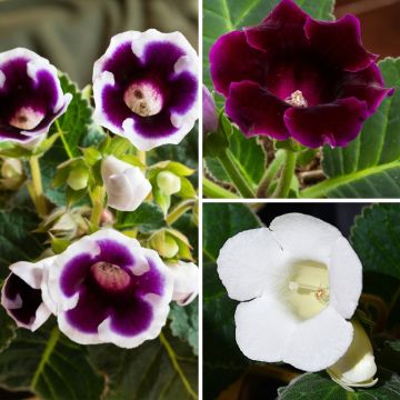 Violetti-valkoinen gloksiniakokoelma