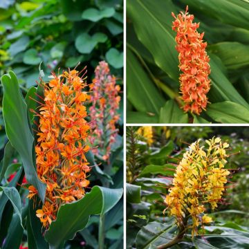 Hedychium-kokoelma - tuoksuinkiverit