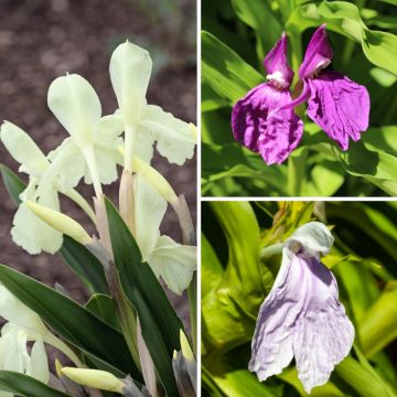 Roscoea-kokoelma