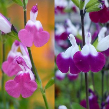 Pensassalvia Lips -kokoelma