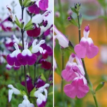 Pensassalvia Lips -kokoelma