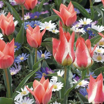 Mini-tulppaanit ja anemonit -kokoelma