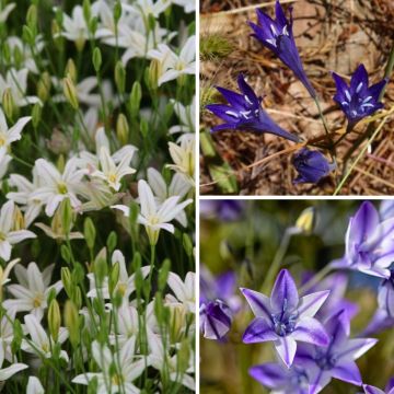 Triteleia-kokoelma