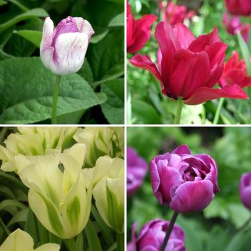 Idylliset tulppaanit -kokoelma