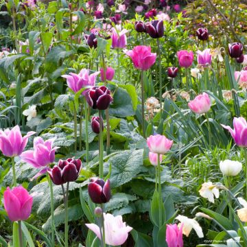 Luonnonvärinen tulppaanikokoelma