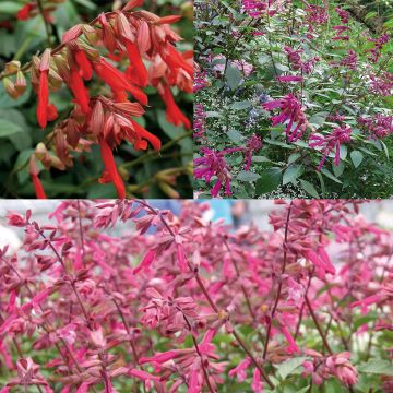 Wish-hybridisalviakokoelma, 3 kasvia