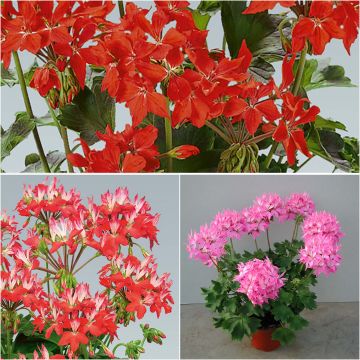 3 Fireworks-tähtikurjenpolvea -kokoelma