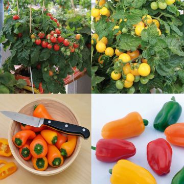 5 tomaatti- ja paprikataimen kokoelma parvekkeelle