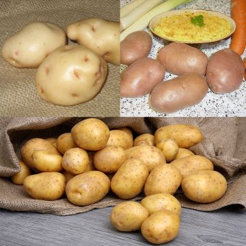 75 perunataimen kokoelma