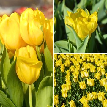 Kaksi kuukautta keltaisia tulppaaneja -kokoelma