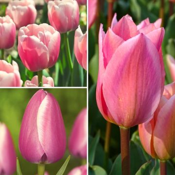 2 kuukautta vaaleanpunaisia tulppaaneja -kokoelma