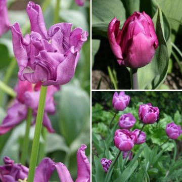 Violetit tulppaanit -kokoelma, 2 kuukautta kukintaa