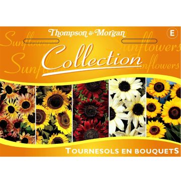 Isoauringonkukka Mix (siemenet)