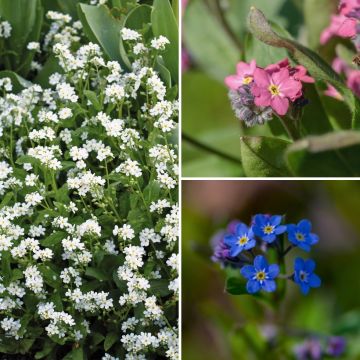Lemmikkikokoelma 'Blue Sylva', 'Rosylva' ja 'Snowsylva'