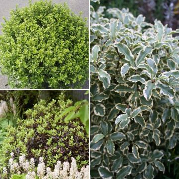 Pittosporakokoelma Tom Thumb, Variegatum, Midget