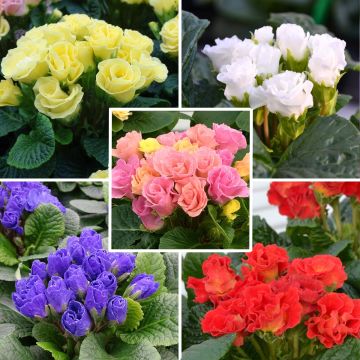 Rosebud F1 -esikkokokoelma