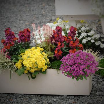 Helppo kevätkokoelma parvekelaatikkoon