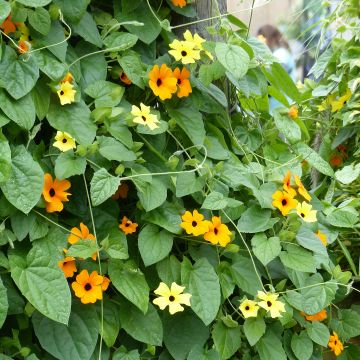 Mustasilmäsusanna (Thunbergia alata) -kokoelma