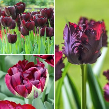 Mystiset mustat tulppaanit -kokoelma