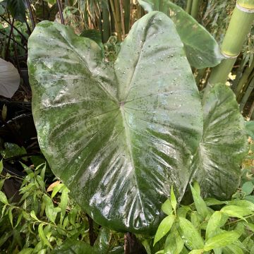 Taaro Fontanesii