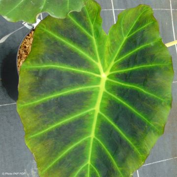 Taaro Imperial Gigante