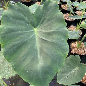 Taaro Jack's Giant