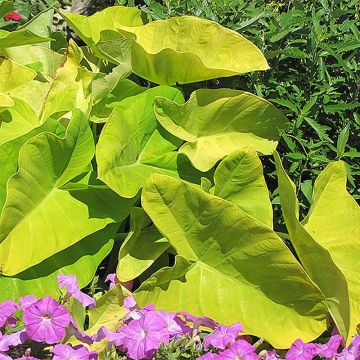 Taaro Maui Gold