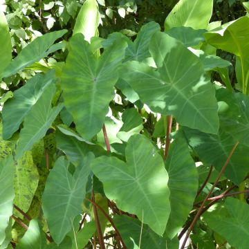 Taaro - Colocasia esculenta