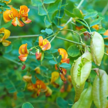 Keltarakkopensas - Colutea arborescens