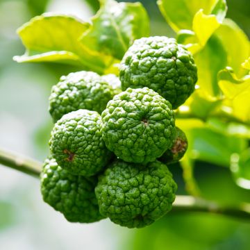 Kaffirlimetti - Citrus hystrix