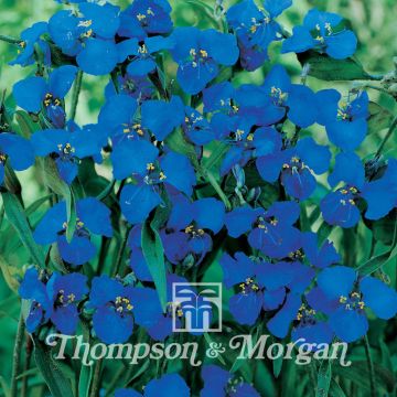 Sinisoljo (siemenet) - Commelina dianthifolia
