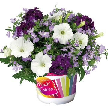 Do you lilac it -asetelma, 3 yksivuotista kasvia