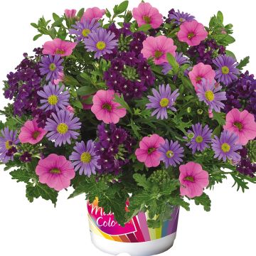 Purple Rain imp. -asetelma, 3 yksivuotista kasvia