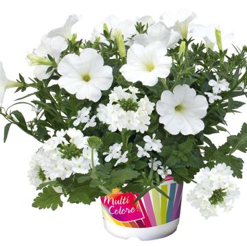 White Pearl -asetelma, 3 kasvia
